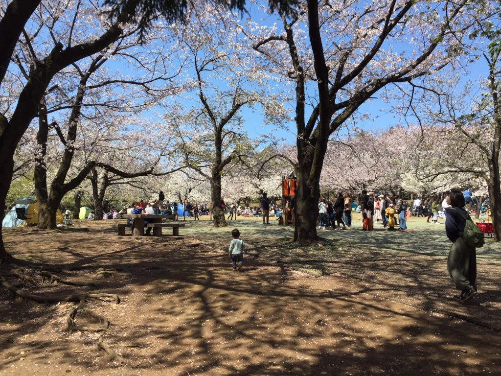桜満開の講演で3