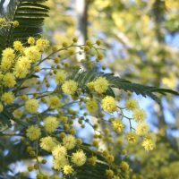 バランスファクトリーのミモザ