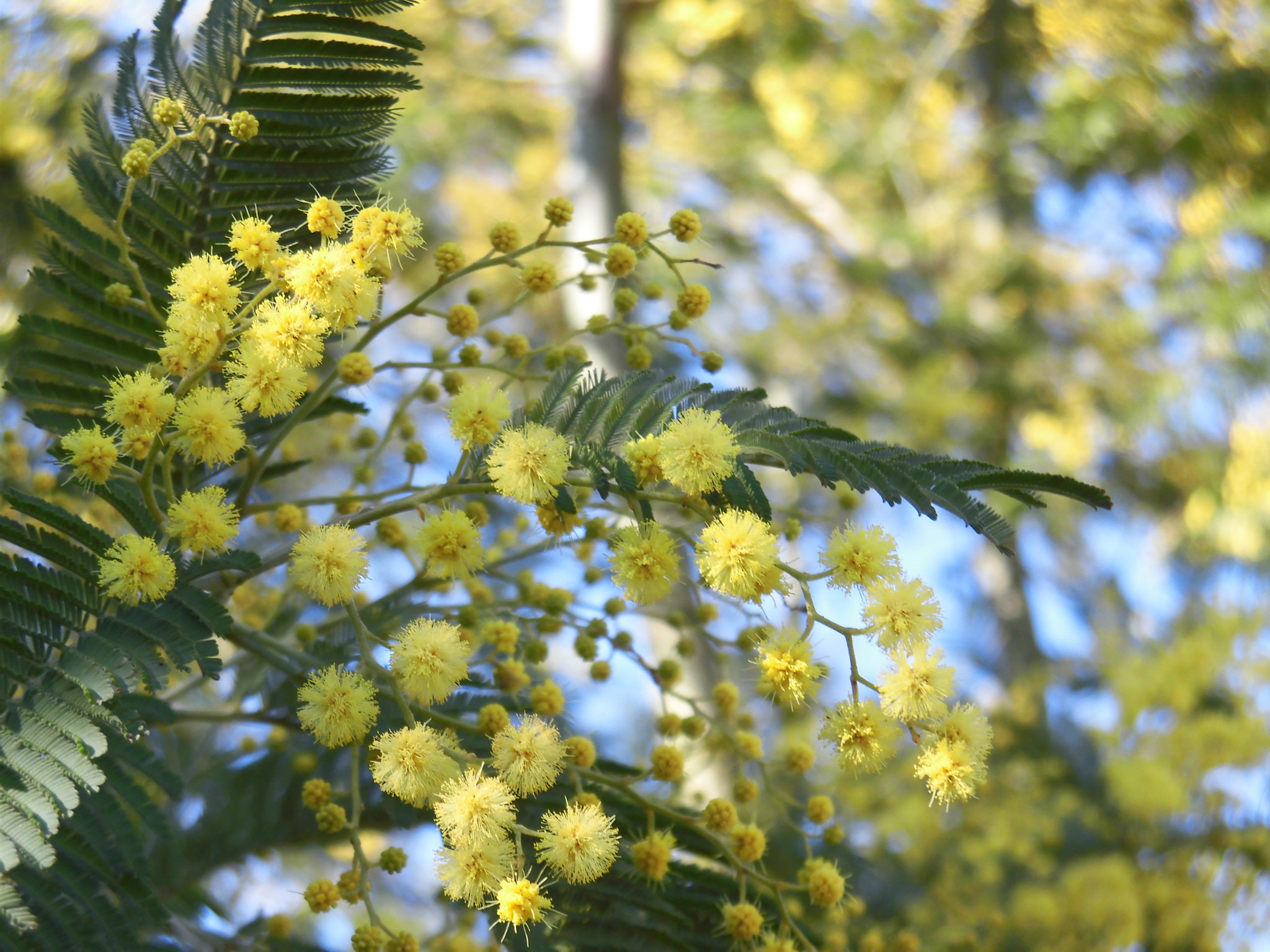 バランスファクトリーのミモザ