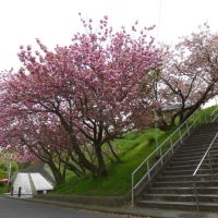 片瀬山の八重桜