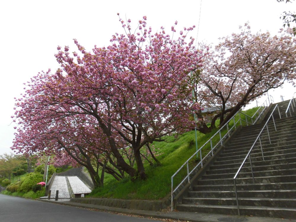 片瀬山の八重桜