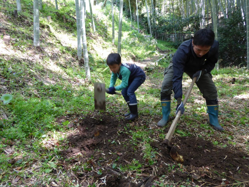 筍掘り１