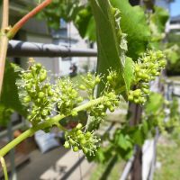 片瀬山のぶどう