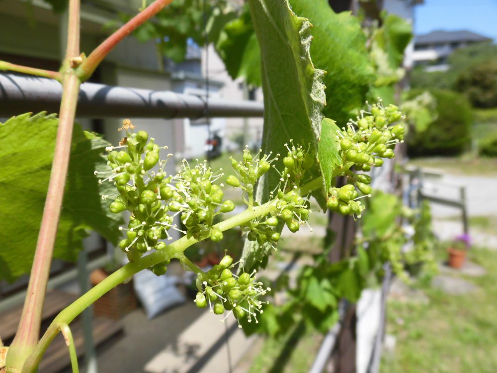 片瀬山のぶどう