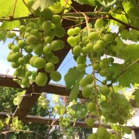 バランスファクトリーのぶどう