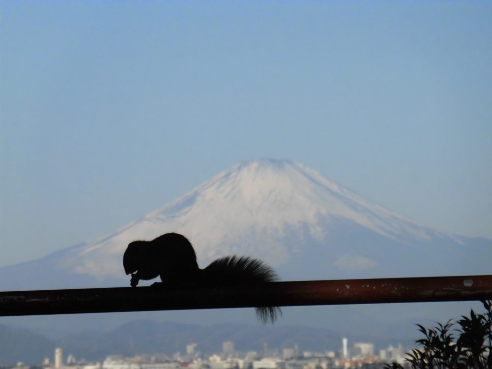 富士山とリス1