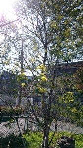 ミモザも咲きました