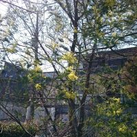 バランスファクトリーのミモザ