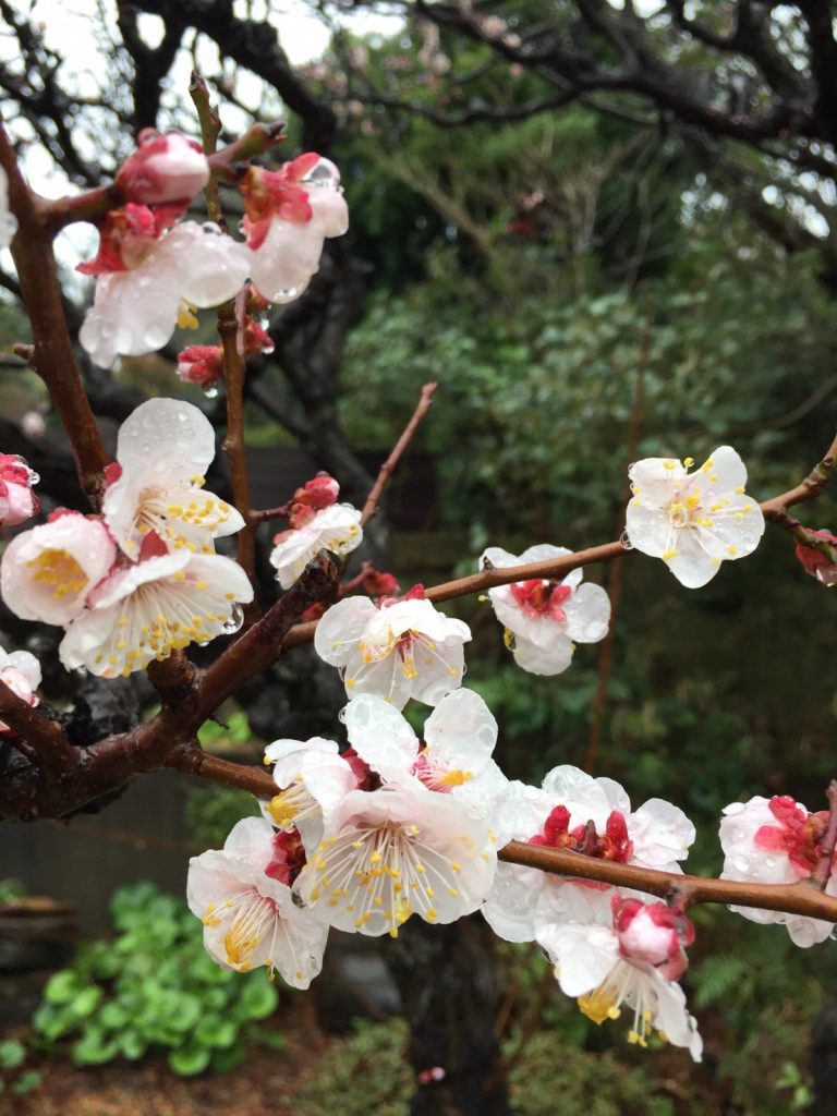 2019 春の梅