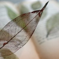 毛細血管イメージ