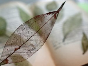 人体最大の臓器とは？