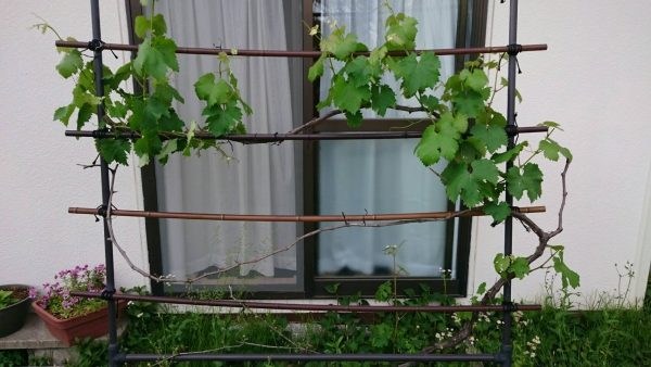 巨峰（ブドウ）