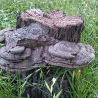 サルノコシカケ