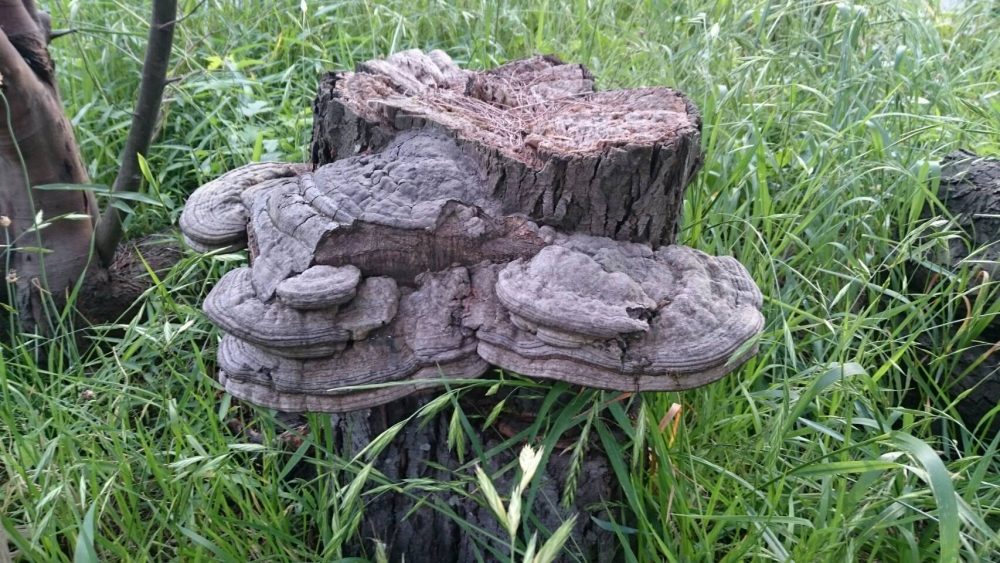 サルノコシカケ