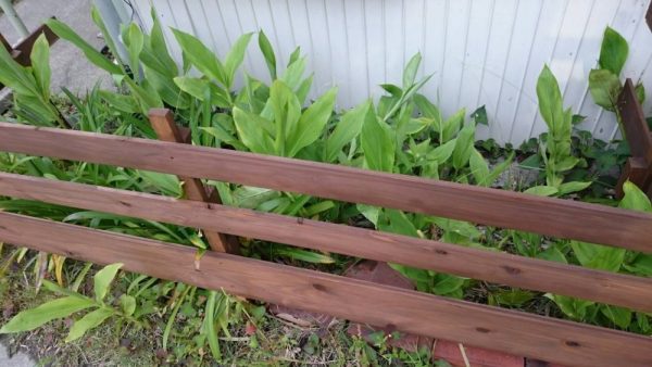 ホワイトジンジャー