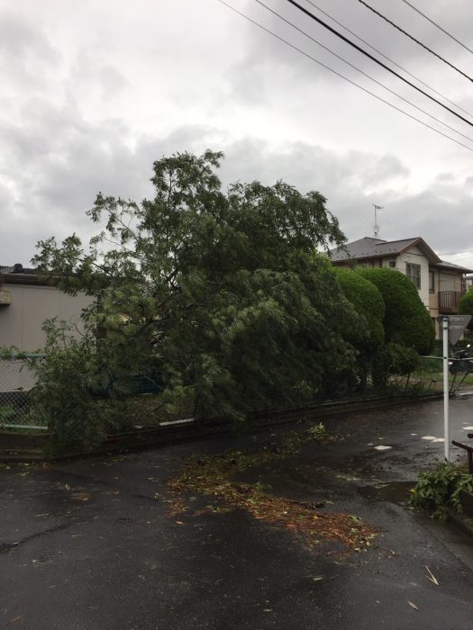 台風１５号ミモザ倒木１