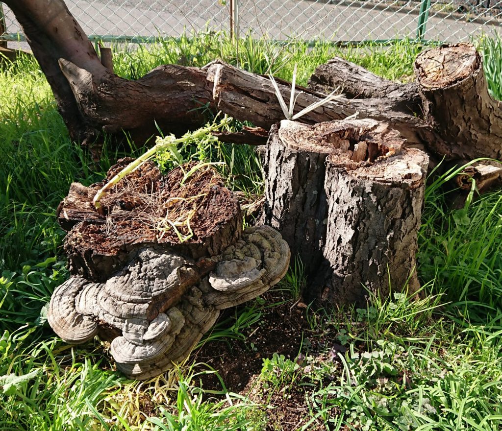 サルノコシカケも木から落ちる