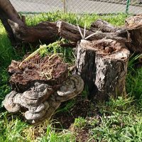 サルノコシカケも木から落ちる