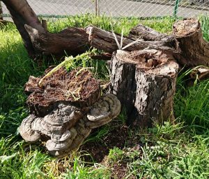 サルノコシカケも木から落ちる