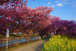 河津桜は見頃です