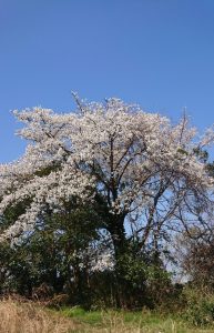 2020片瀬山山桜