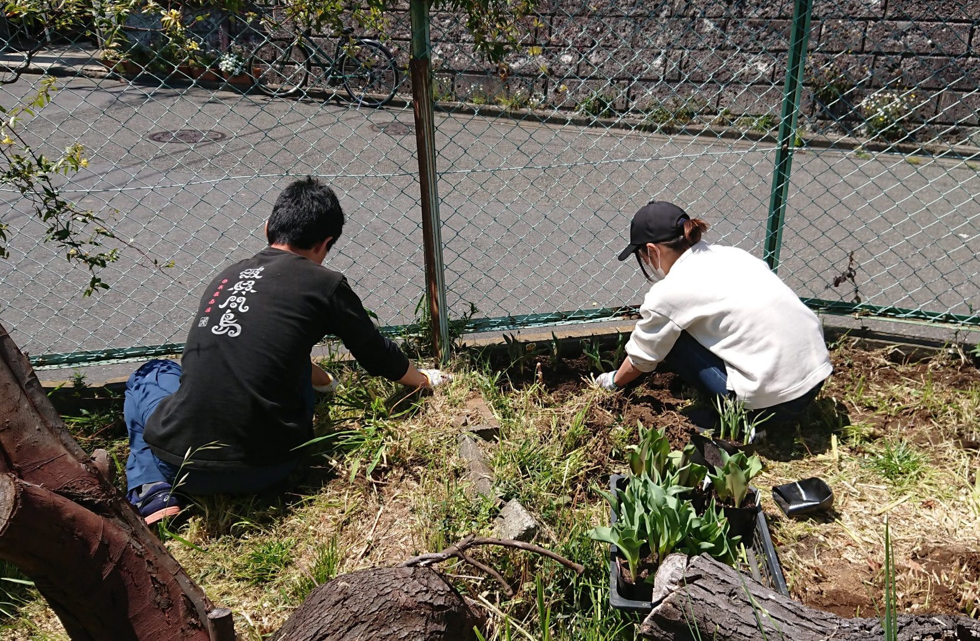 営業自粛初日チューリップ1