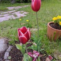 2020チューリップ開花1