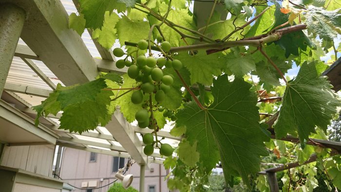 2020ブドウ1