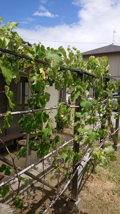 2020ブドウ3