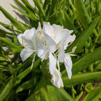 ホワイトジンジャー