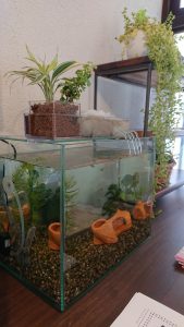 小さな地球：メダカ入居