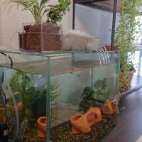 メダカの入った小さな地球ビオトープ