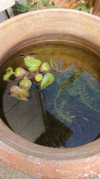 メダカの入った小さな地球ビオトープ2