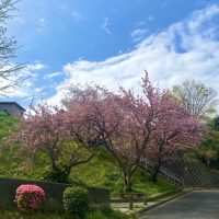 いつもより早い八重桜