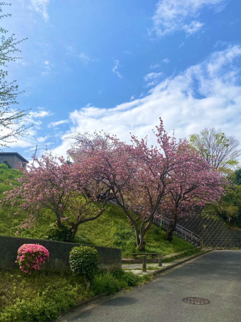 いつもより早い八重桜