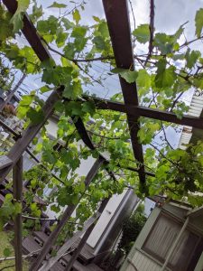 賑やかな初夏の庭