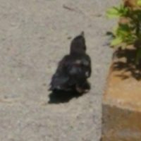 カラスの幼鳥