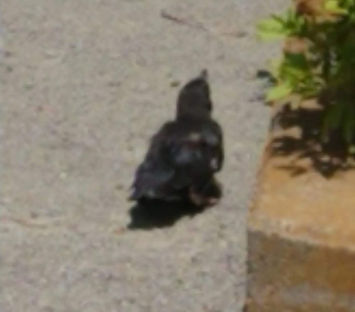カラスの幼鳥