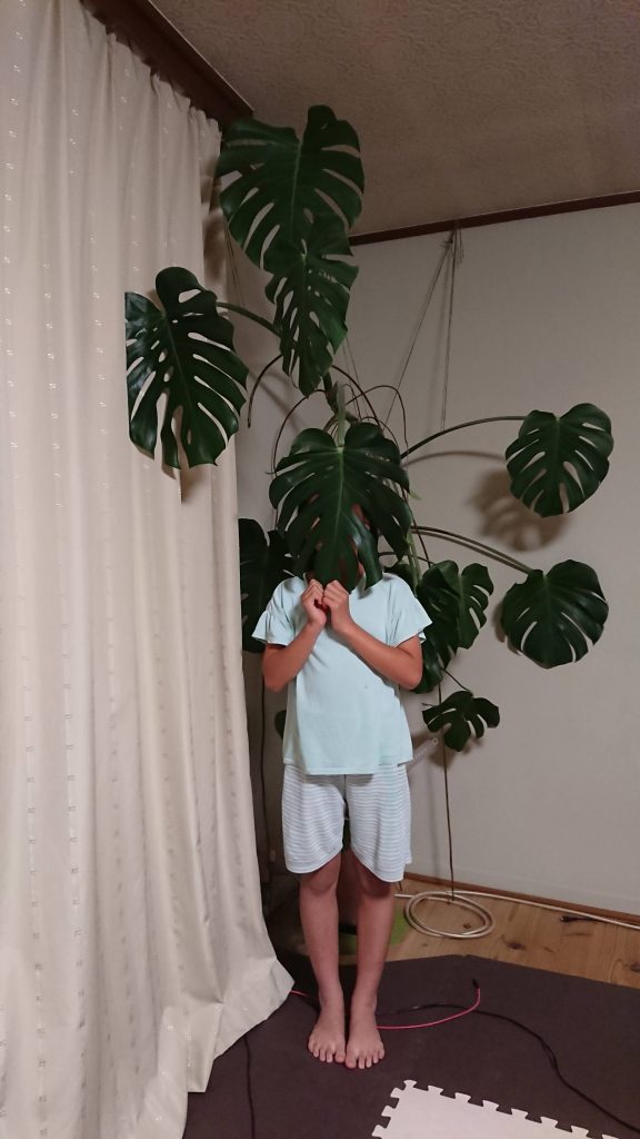 モンステラ切り戻し