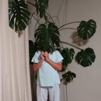 モンステラ切り戻し