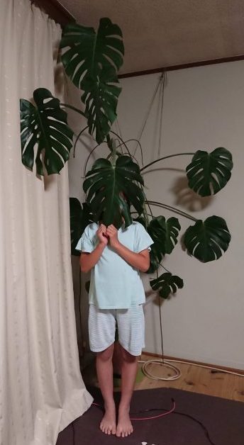 モンステラ切り戻し