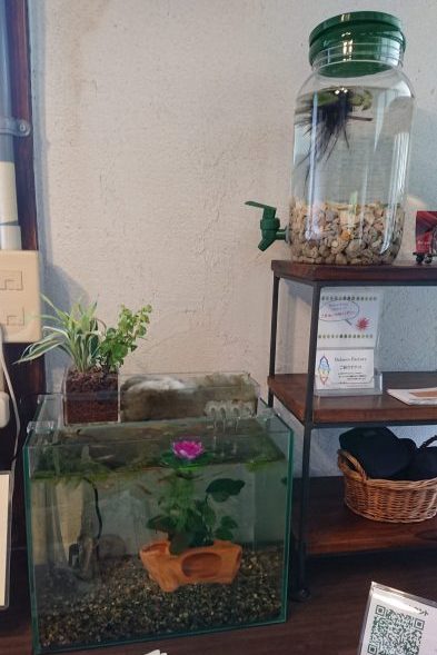 メダカの赤ちゃん（針子）