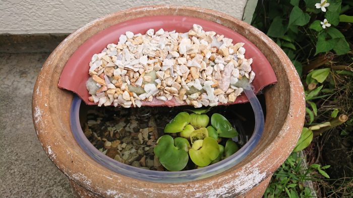 メダカの赤ちゃん（針子）2