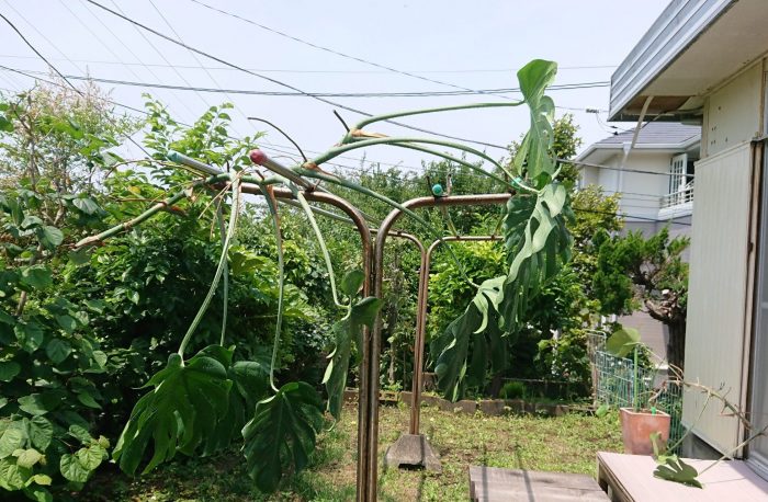 モンステラ切り戻し2