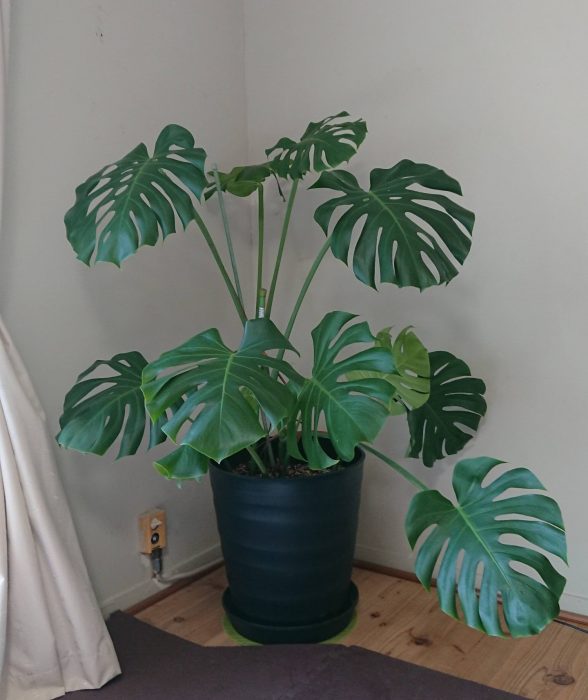 モンステラ切り戻し1