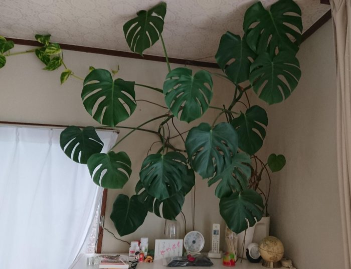 モンステラ切り戻し3