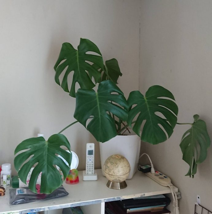 モンステラ切り戻し4
