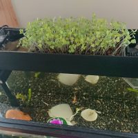 チャレンジ！アクアポニックス