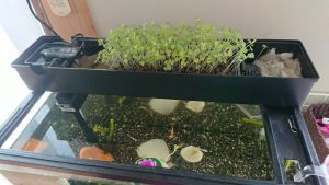 チャレンジ！アクアポニックス