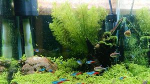 身体も水槽もバランスが大切
